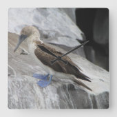 鳥時計 スクエア壁時計 (正面)