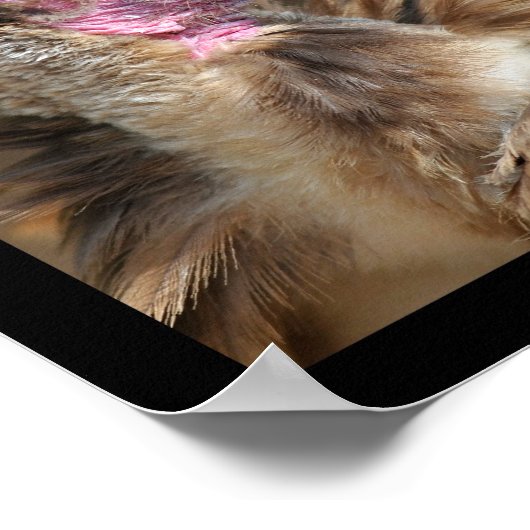 鳥獣写真 ポスター (角)