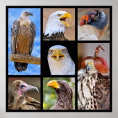 鳥獣写真 ポスター (正面)