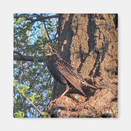 鳥磁石 マグネット