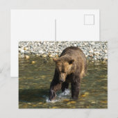 鳥羽でサーモンを捕まえようとしているワイルドグリズリー シーズンポストカード (正面/裏面)