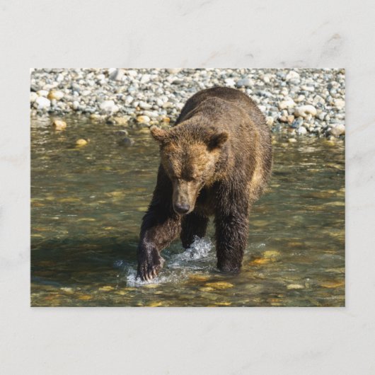 鳥羽でサーモンを捕まえようとしているワイルドグリズリー シーズンポストカード (正面)
