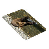 鳥羽でサーモンを捕まえようとしているワイルドグリズリー マグネット (右側)