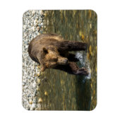 鳥羽でサーモンを捕まえようとしているワイルドグリズリー マグネット (縦)