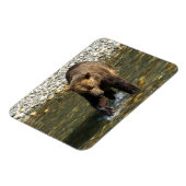 鳥羽でサーモンを捕まえようとしているワイルドグリズリー マグネット (左側)