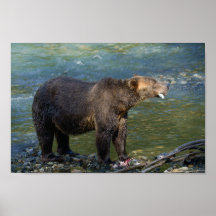 鳥羽の入得り口で鮭を野生の熊が