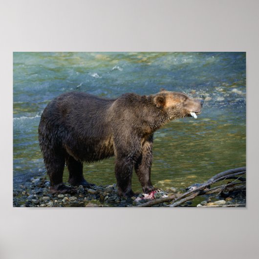鳥羽の入得り口で鮭を野生の熊が ポスター (正面)