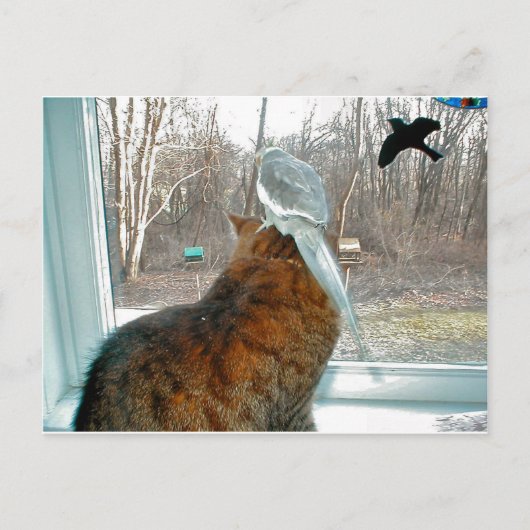 鳥観察 ポストカード (正面)