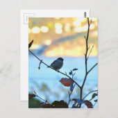 鳥観察 ポストカード (正面/裏面)