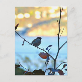 鳥観察 ポストカード