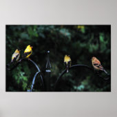 鳥類会議 ポスター (正面)