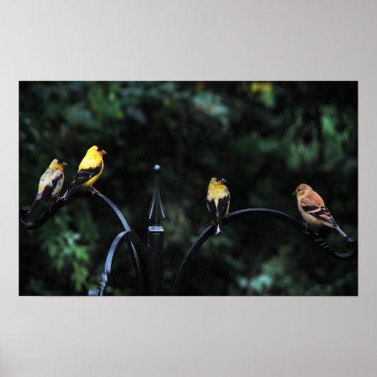 鳥類会議 ポスター (正面)