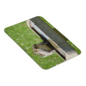 鳥風呂マグネットに入った喉の渇いたリス マグネット (右側)