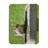 鳥風呂マグネットに入った喉の渇いたリス マグネット (縦)