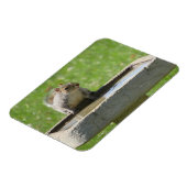 鳥風呂マグネットに入った喉の渇いたリス マグネット (左側)