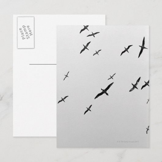 鳥飛んでいる ポストカード (正面/裏面)