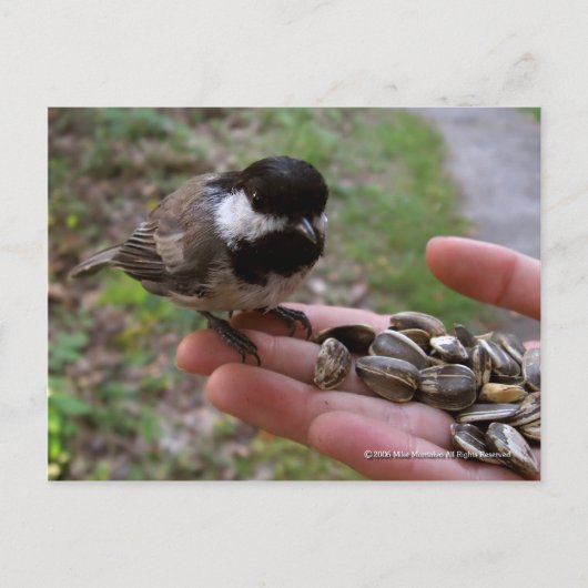 鳥食べ物を与えたち ポストカード (正面)