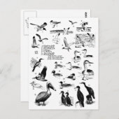 鳥12 ポストカード (正面/裏面)