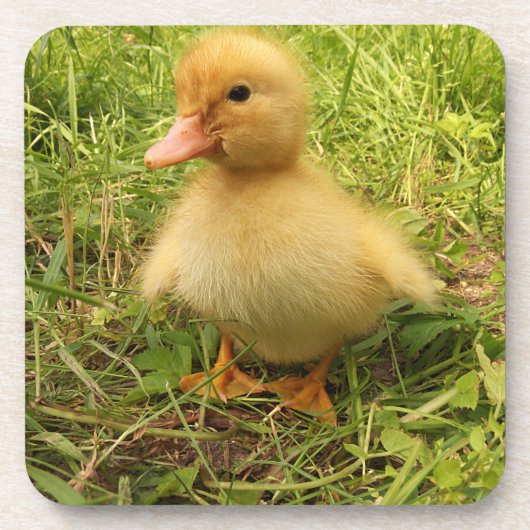 鳥，アヒル，アヒル，黄，自然，かわいい，ベビー コースター (正面)