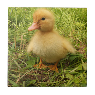 鳥,アヒル,アヒル,黄,自然,かわいい,ベビー タイル