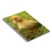 鳥,アヒル,アヒル,黄,自然,かわいい,ベビー ノートブック (右側)