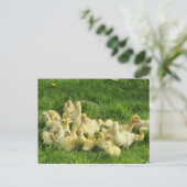 鳥，アヒル，アヒル，黄，自然，かわいい，ベビー ポストカード (スタンド正面)