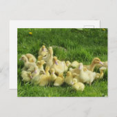 鳥，アヒル，アヒル，黄，自然，かわいい，ベビー ポストカード (正面/裏面)