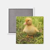 鳥，アヒル，アヒル，黄，自然，かわいい，ベビー マグネット (正面/裏面)