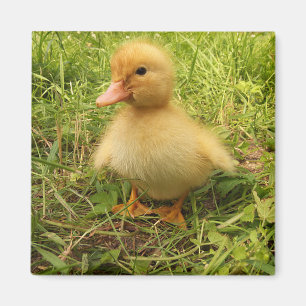 鳥，アヒル，アヒル，黄，自然，かわいい，ベビー マグネット