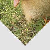 鳥，アヒル，アヒル，黄，自然，かわいい，ベビー 薄葉紙 (詳細)