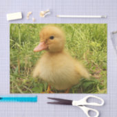 鳥，アヒル，アヒル，黄，自然，かわいい，ベビー 薄葉紙 (クラフト)