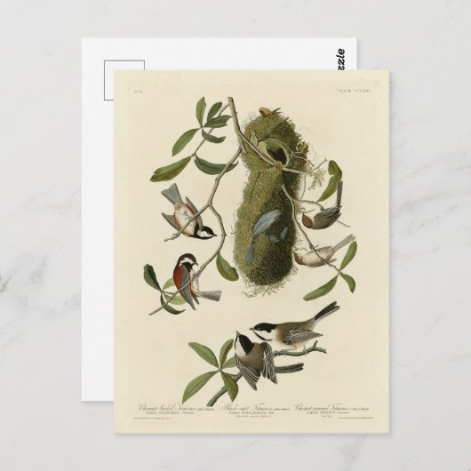 《鳥》アメリカゴガラとブシュティ、オードボンの鳥たち ポストカード (正面/裏面)