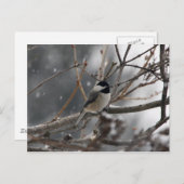 《鳥》アメリカゴガラはがき ポストカード (正面/裏面)