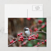 《鳥》アメリカゴガラオンブランチとレッドベリー ポストカード (正面/裏面)