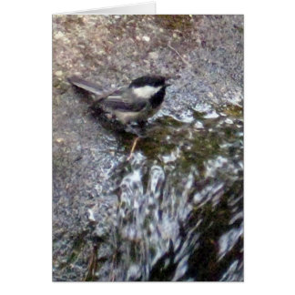 《鳥》アメリカゴガラカード