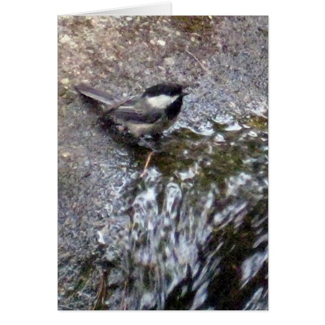 《鳥》アメリカゴガラカード (正面)