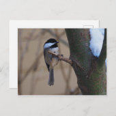 《鳥》アメリカゴガラモーメント ポストカード (正面/裏面)