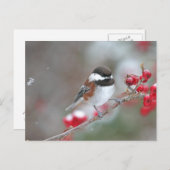 《鳥》アメリカゴガラ積みの赤い果実 ポストカード (正面/裏面)