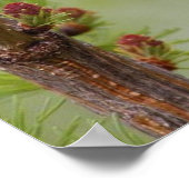 《鳥》アメリカゴガラ鳥自然壁ポスター ポスター (角)