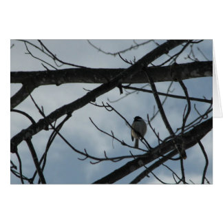 《鳥》アメリカゴガラ