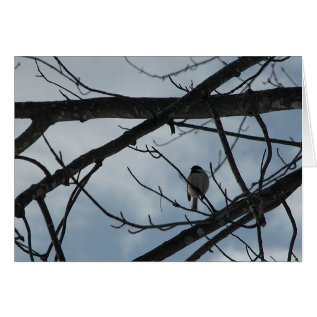 《鳥》アメリカゴガラ (正面横)