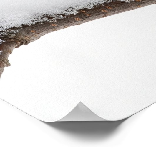 《鳥》アメリカゴガラ ポスター (角)