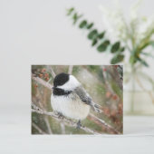 《鳥》アメリカゴガラ ポストカード (スタンド正面)