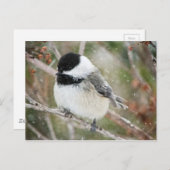 《鳥》アメリカゴガラ ポストカード (正面/裏面)