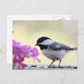 《鳥》アメリカゴガラ ポストカード (正面/裏面)