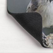 《鳥》アメリカゴガラ マウスパッド (コーナー)