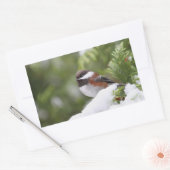 《鳥》アメリカゴガラ 長方形シール (封筒)