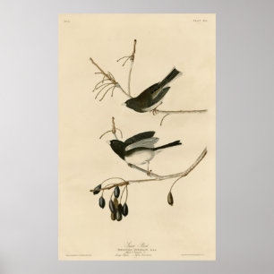 鳥,アメリカ,雪の鳥,オードボン,ヴィンテージ ポスター