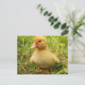 鳥，カモ，アヒル，黄色，自然，かわいい，ベビー, ポストカード (スタンド正面)