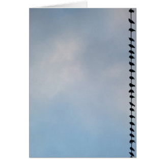 鳥、サンフランシスコ